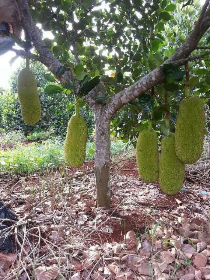 Hàng lạ ở Việt Nam: Mít dài cả mét, thanh long thơm mùi nhãn .... Loài hoa quý hiếm được ví như tiên dược.... 4-1628288651573