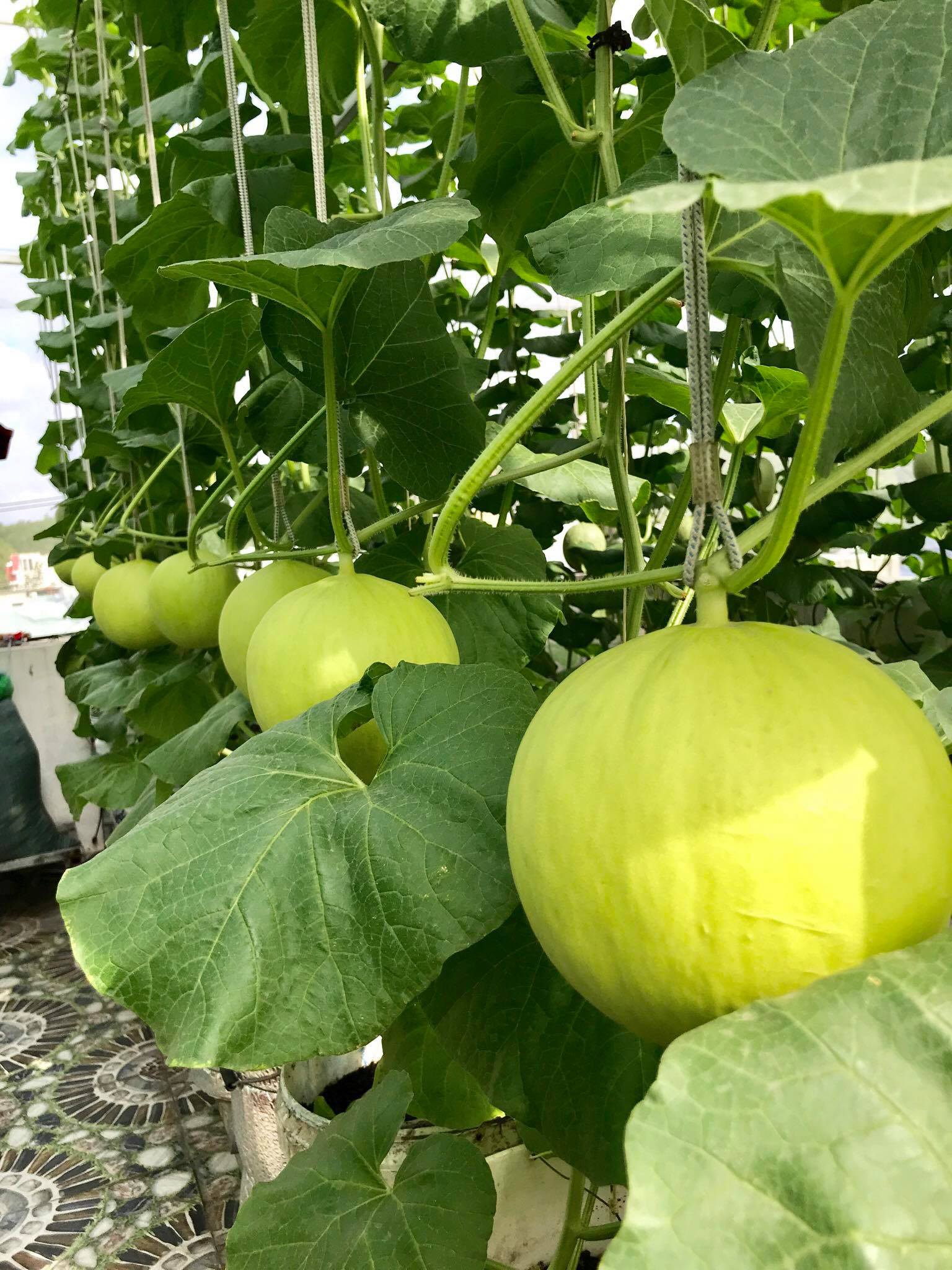 Mê mẩn vườn treo sân thượng, thu 4 tạ quả/ năm của ông bố ở Bình Dương - 5