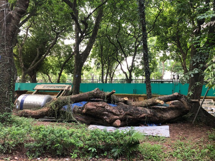 Hà Nội: Đấu giá trực tuyến 7 cây gỗ sưa được gần 235 tỷ đồng - 2