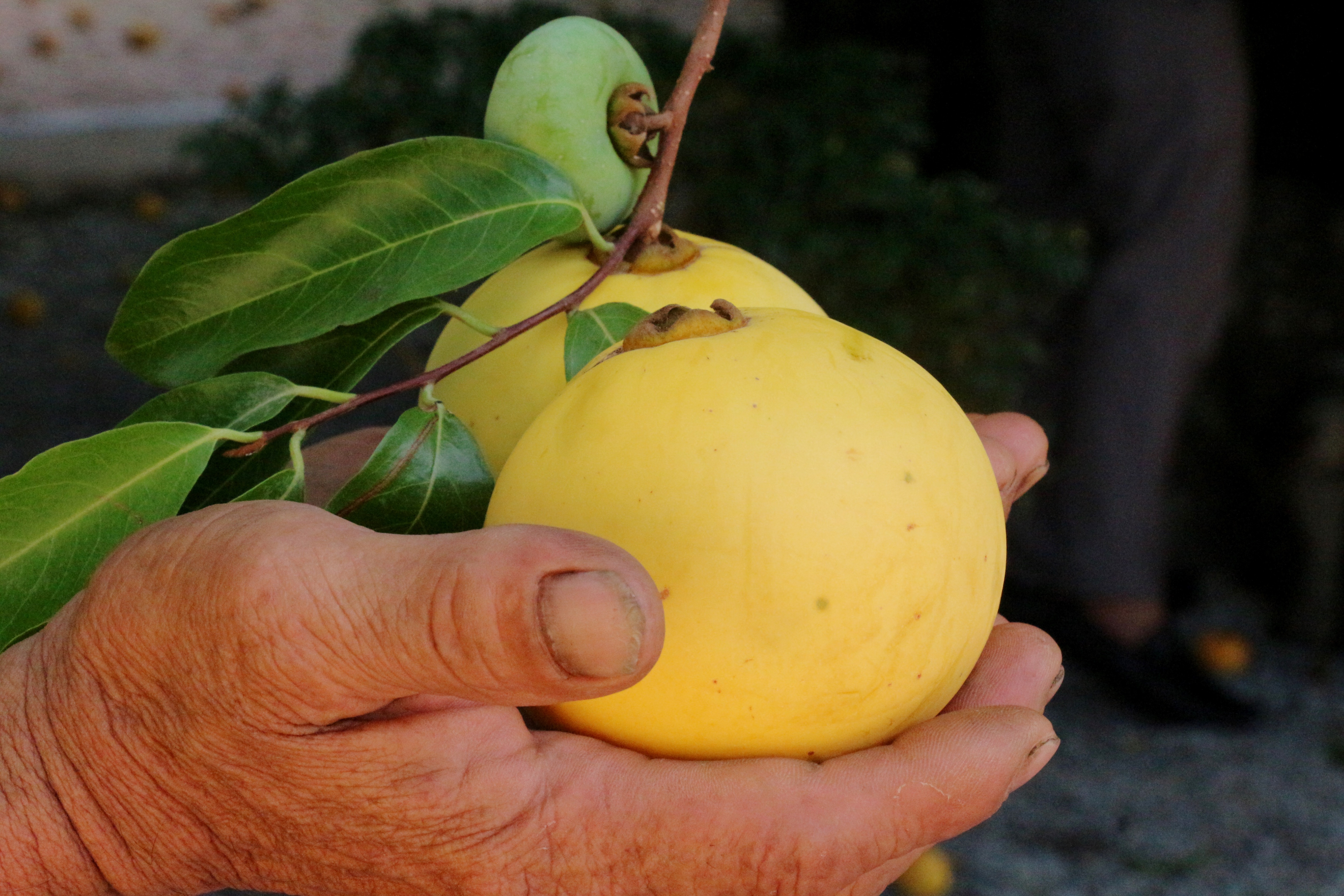 Ngắm cụ thị gần 500 năm tuổi vẫn xanh tươi, sừng sững - 10