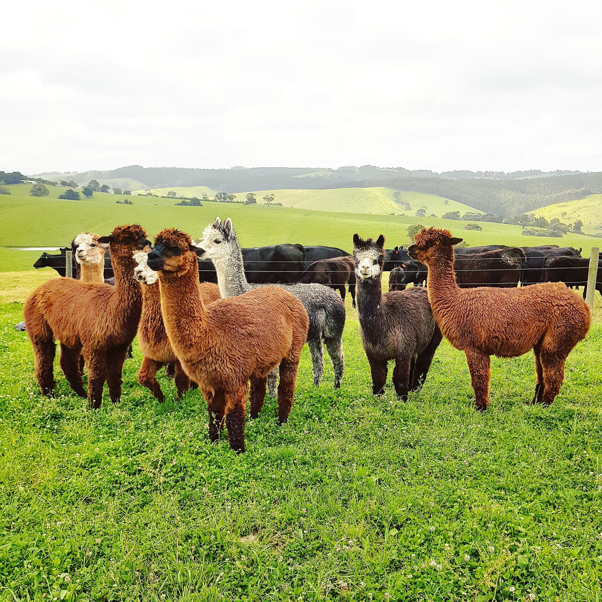 Gia đình cô dâu Việt giải cứu dê cơ nhỡ, ngựa về hưu ở trời Tây - 2