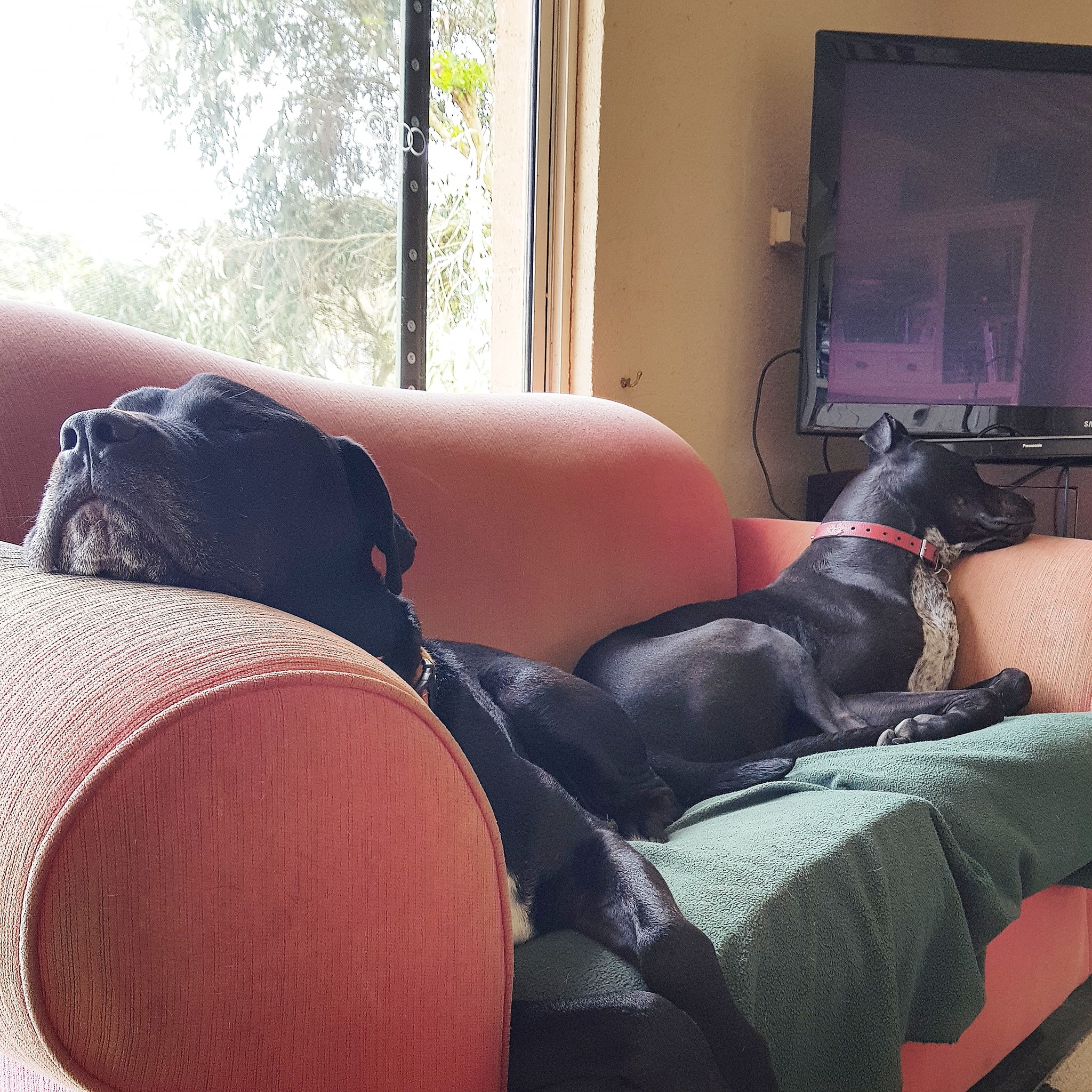 Gia đình cô dâu Việt giải cứu dê cơ nhỡ, ngựa về hưu ở trời Tây - 3