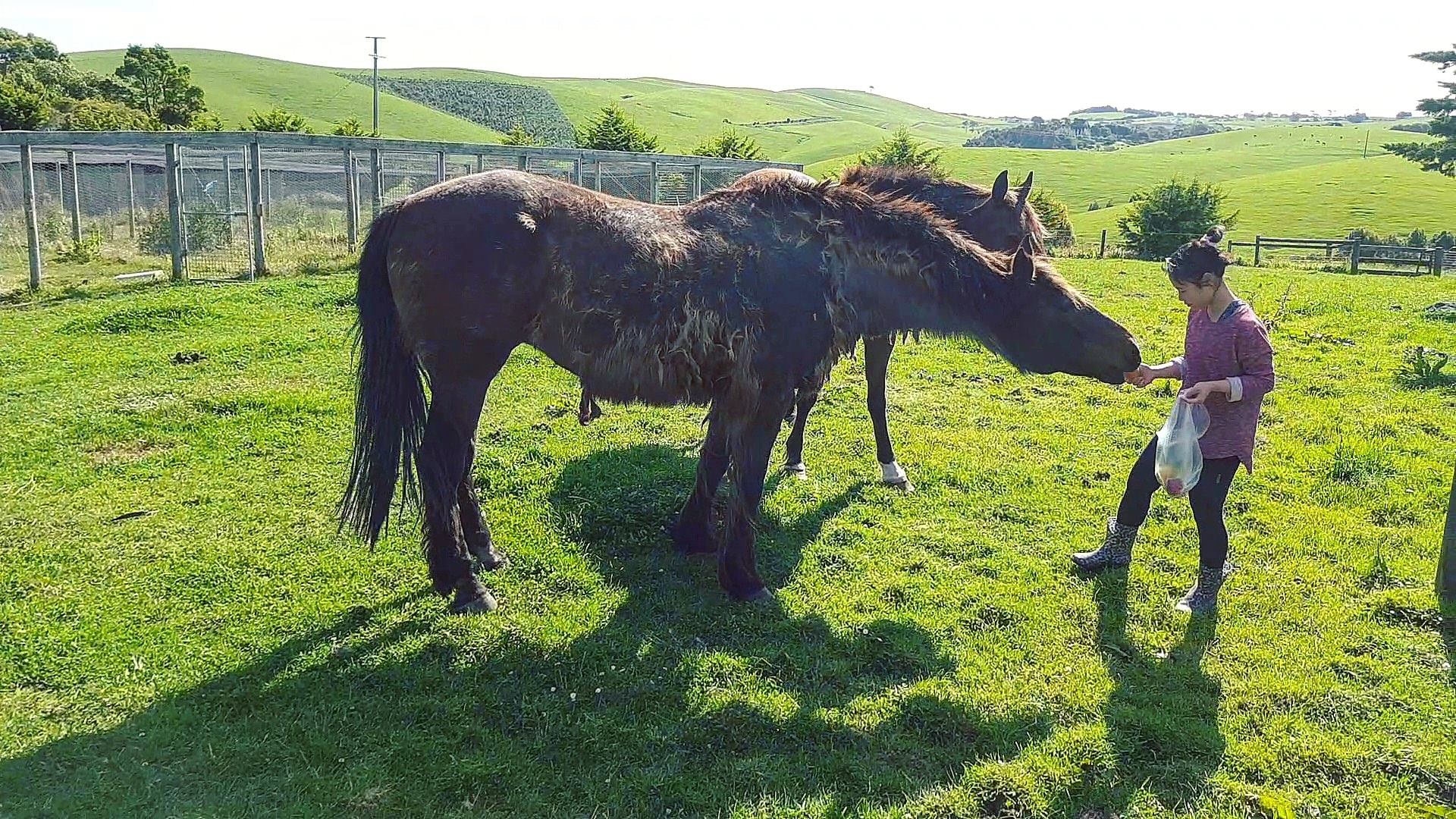 Gia đình cô dâu Việt giải cứu dê cơ nhỡ, ngựa về hưu ở trời Tây - 8