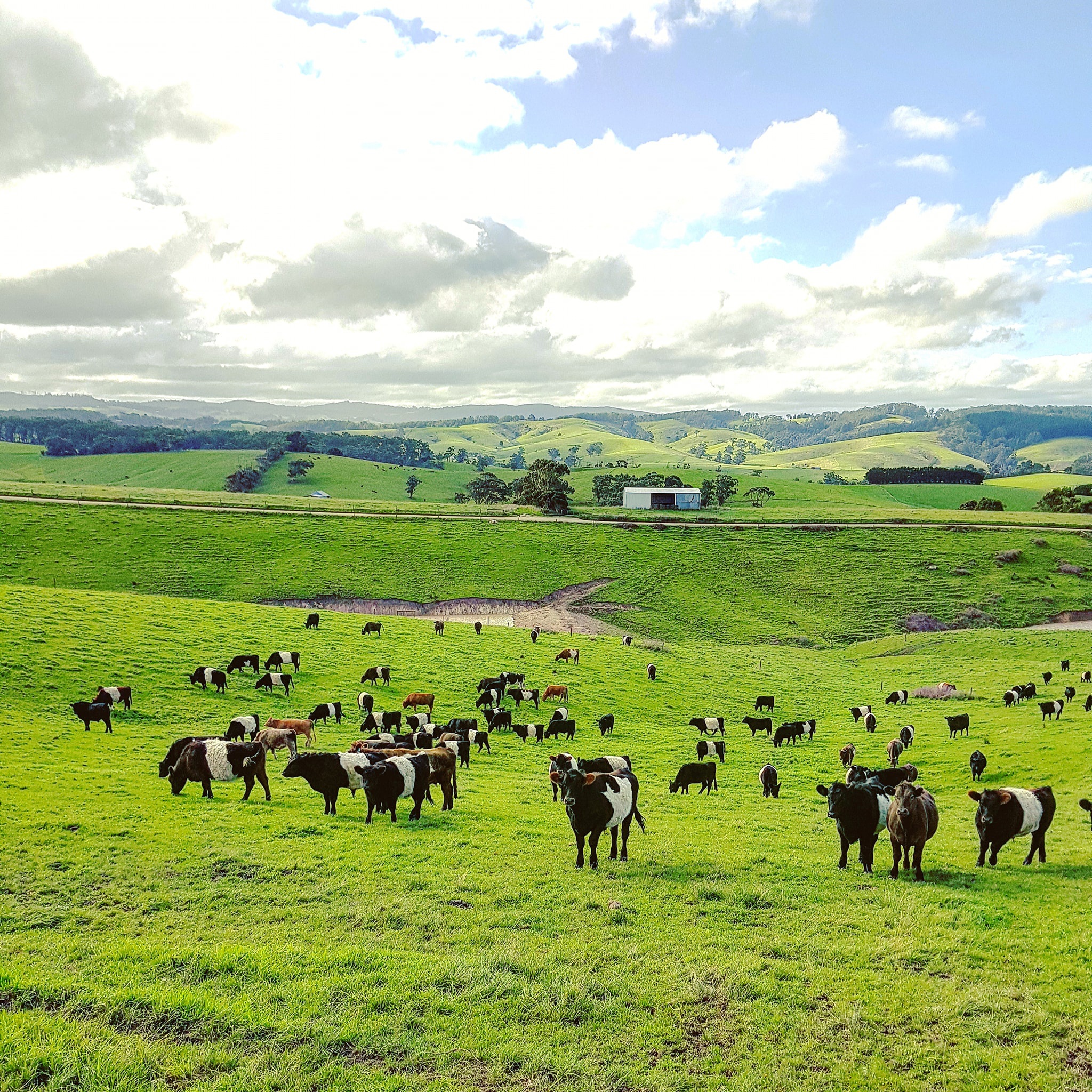 Gia đình cô dâu Việt giải cứu dê cơ nhỡ, ngựa về hưu ở trời Tây - 1