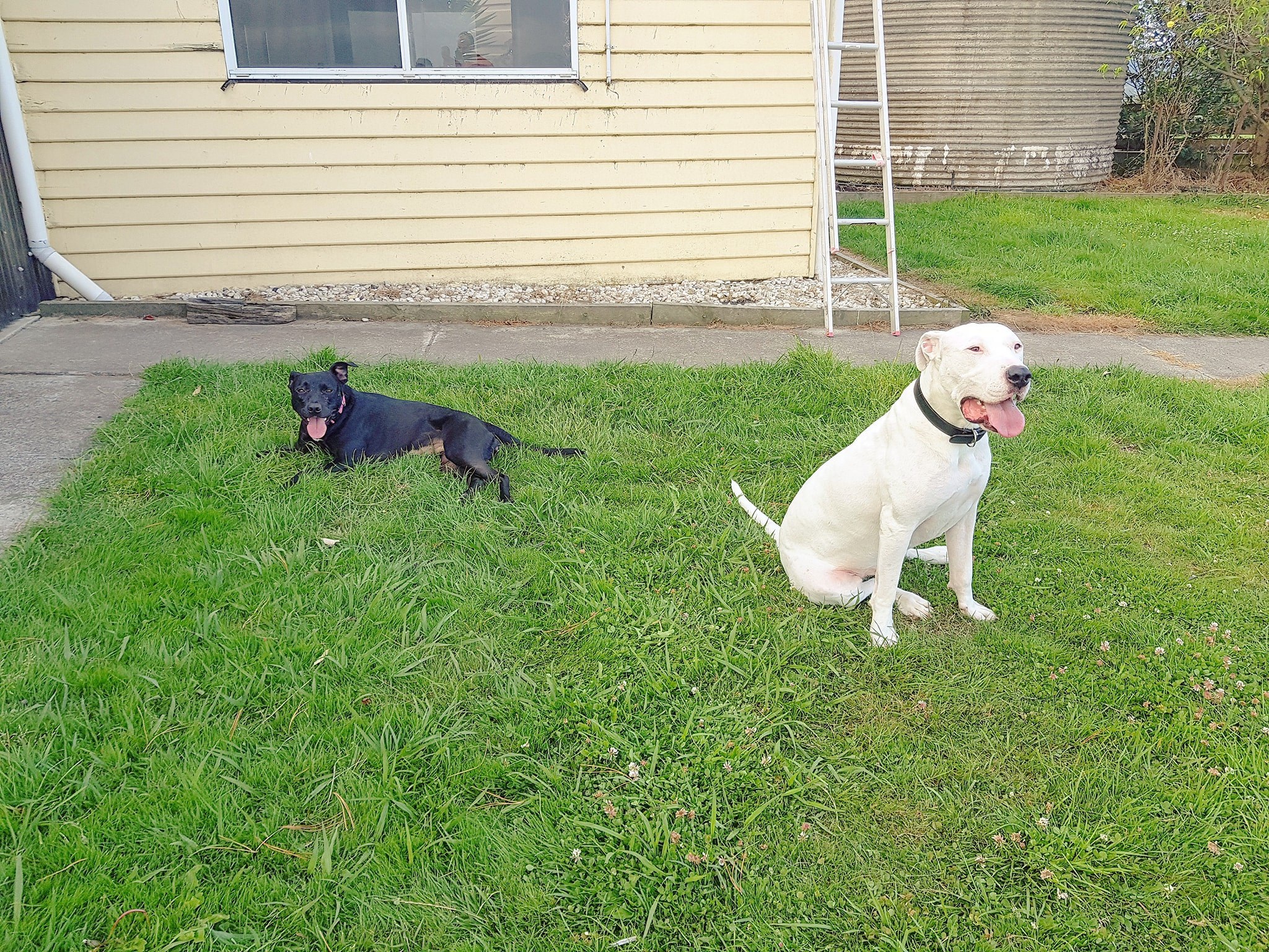 Gia đình cô dâu Việt giải cứu dê cơ nhỡ, ngựa về hưu ở trời Tây - 6