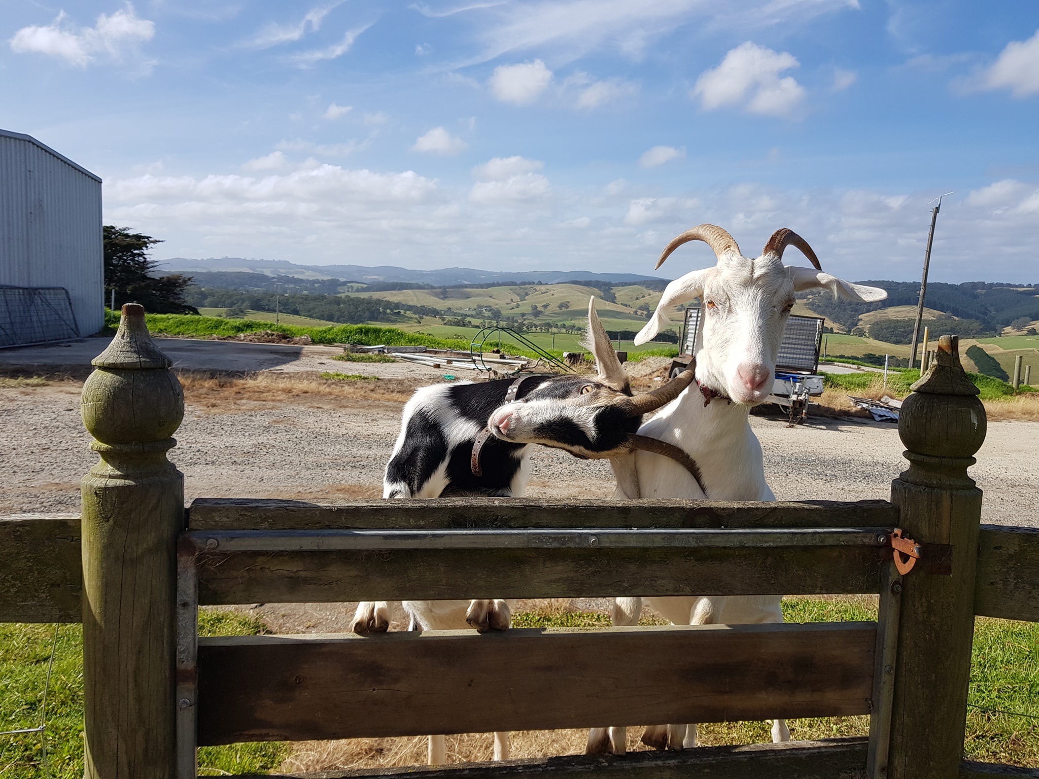 Gia đình cô dâu Việt giải cứu dê cơ nhỡ, ngựa về hưu ở trời Tây - 7