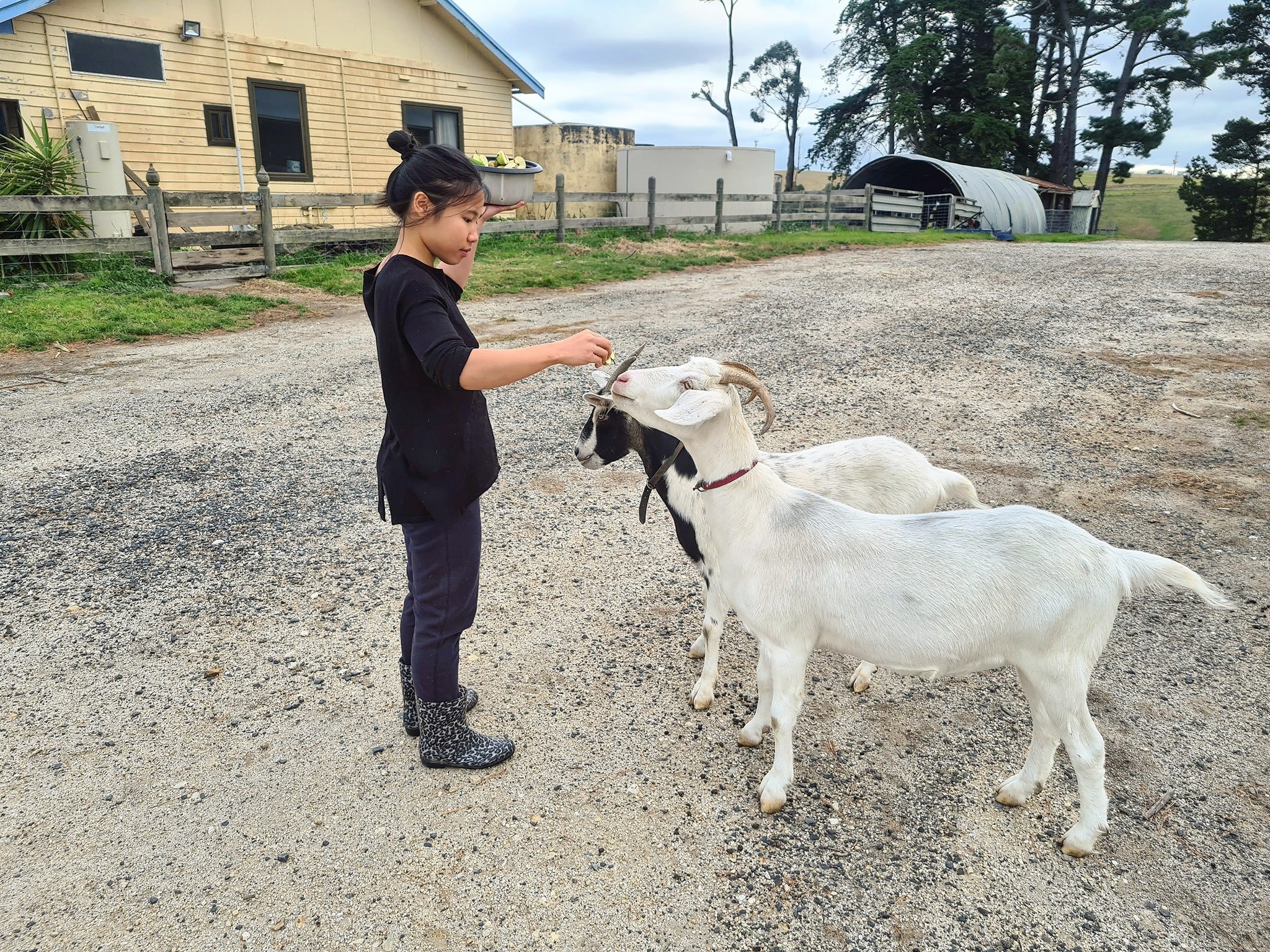 Gia đình cô dâu Việt giải cứu dê cơ nhỡ, ngựa về hưu ở trời Tây - 9
