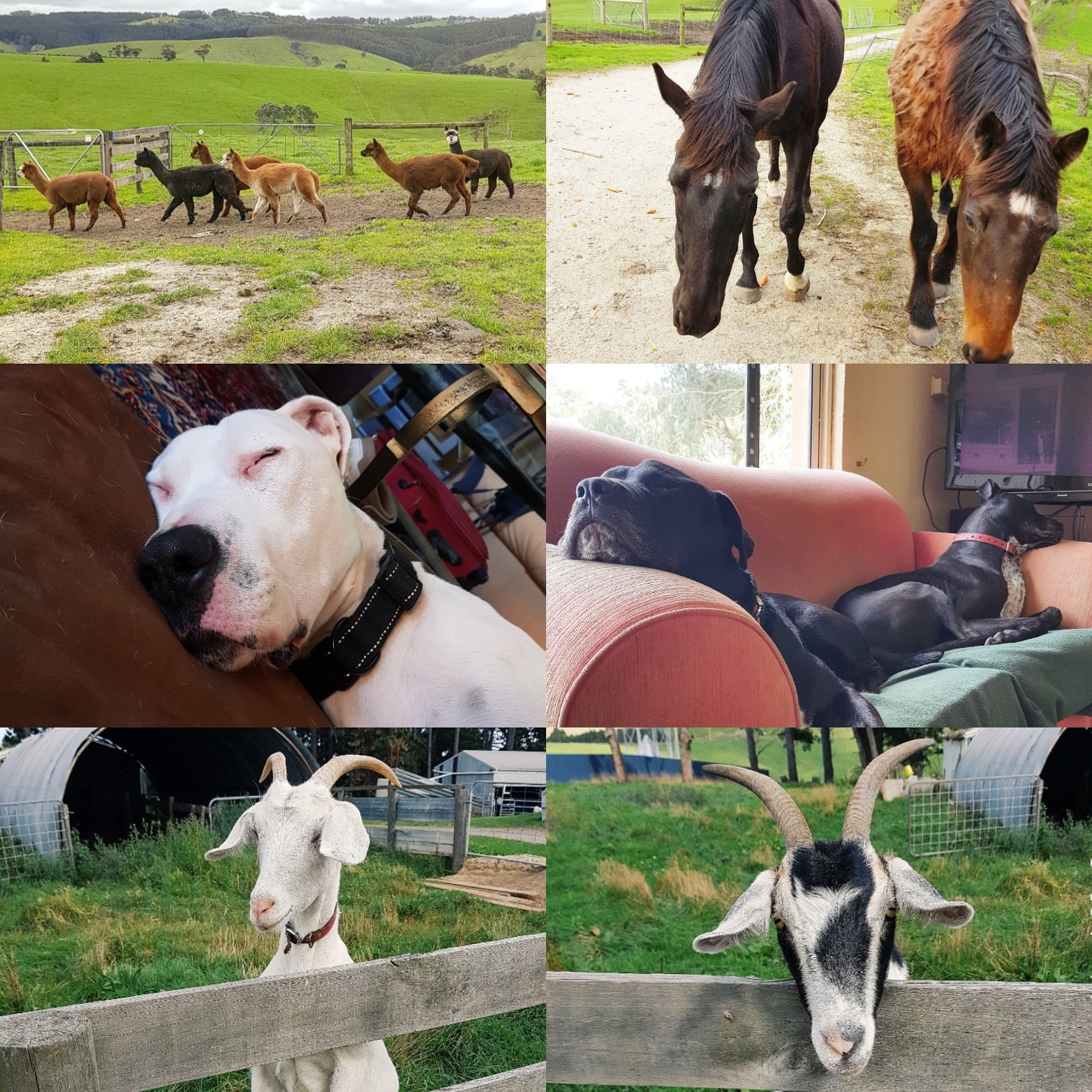 Gia đình cô dâu Việt giải cứu dê cơ nhỡ, ngựa về hưu ở trời Tây - 11