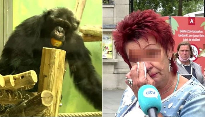 Có tình cảm đặc biệt với tinh tinh, người phụ nữ bị cấm đến vườn thú - 1