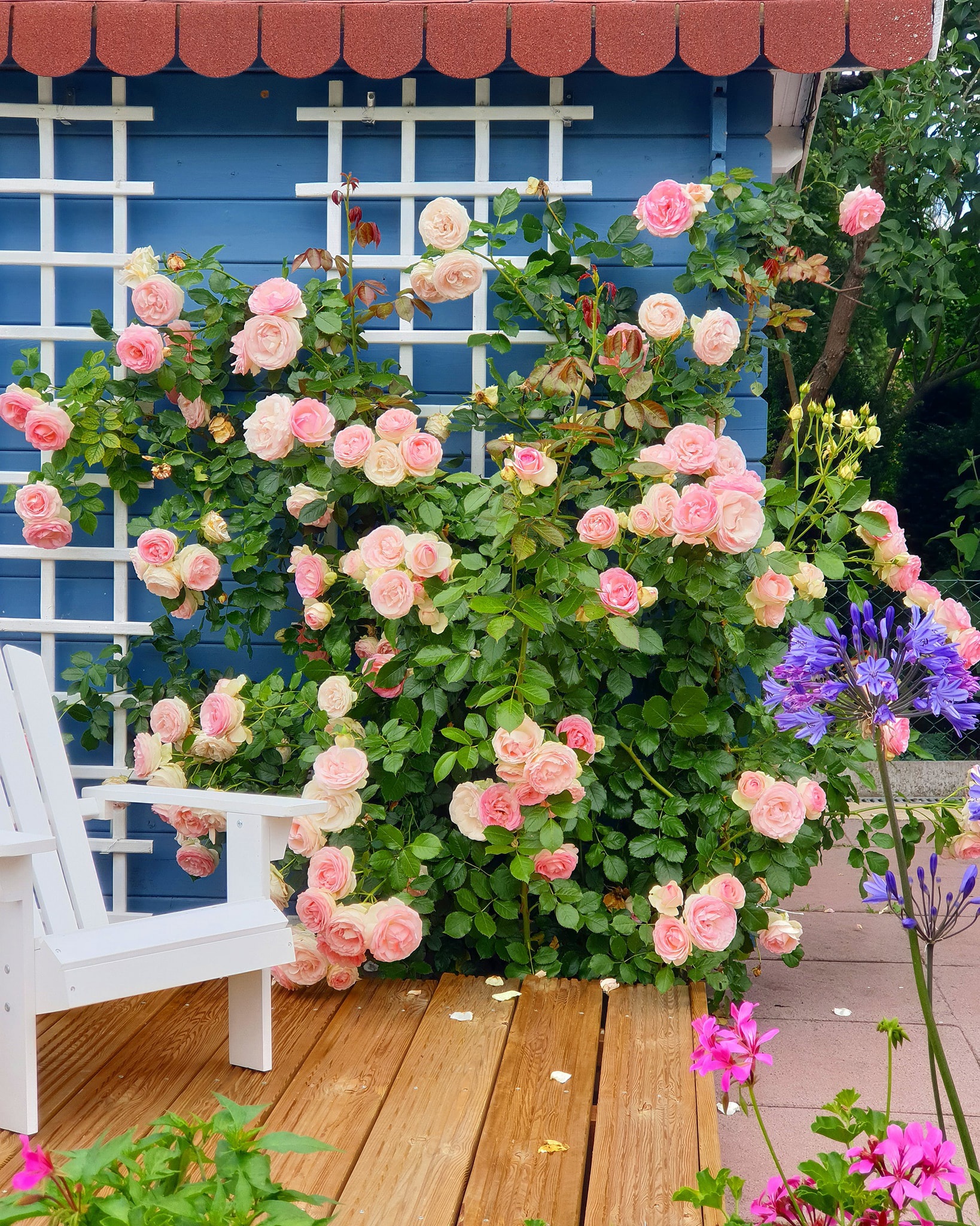 Mãn nhãn nhà vườn \'triệu bông hồng\' đẹp như cổ tích của mẹ Việt ở Đức