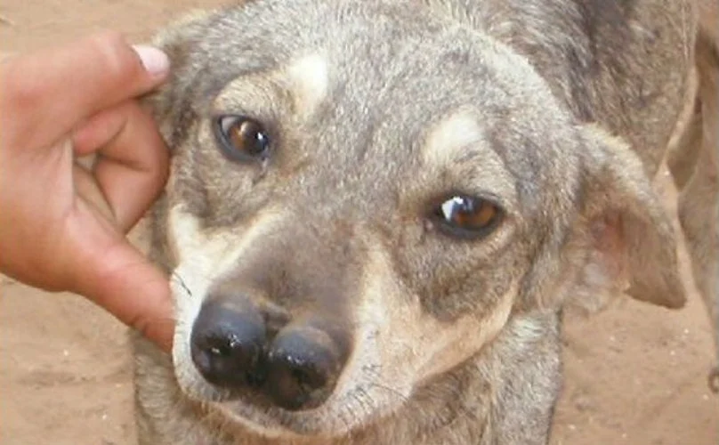 Giống chó kỳ lạ có tận 2 mũi ở Bolivia