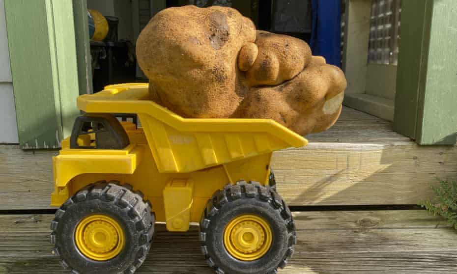 Củ khoai tây lớn nhất thế giới đã có tên riêng - 1