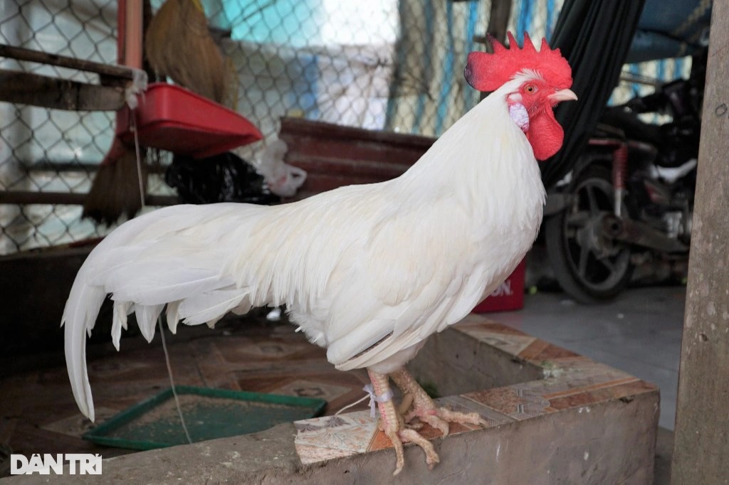 Thú vị chú gà không ăn thóc, thích ngủ võng ở Đồng Tháp (+video) Chu-ga-trang-2-tuoi-1636243932041