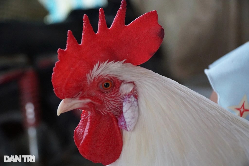 Thú vị chú gà không ăn thóc, thích ngủ võng ở Đồng Tháp (+video) Tich-ga-co-mau-trang-1636243816025