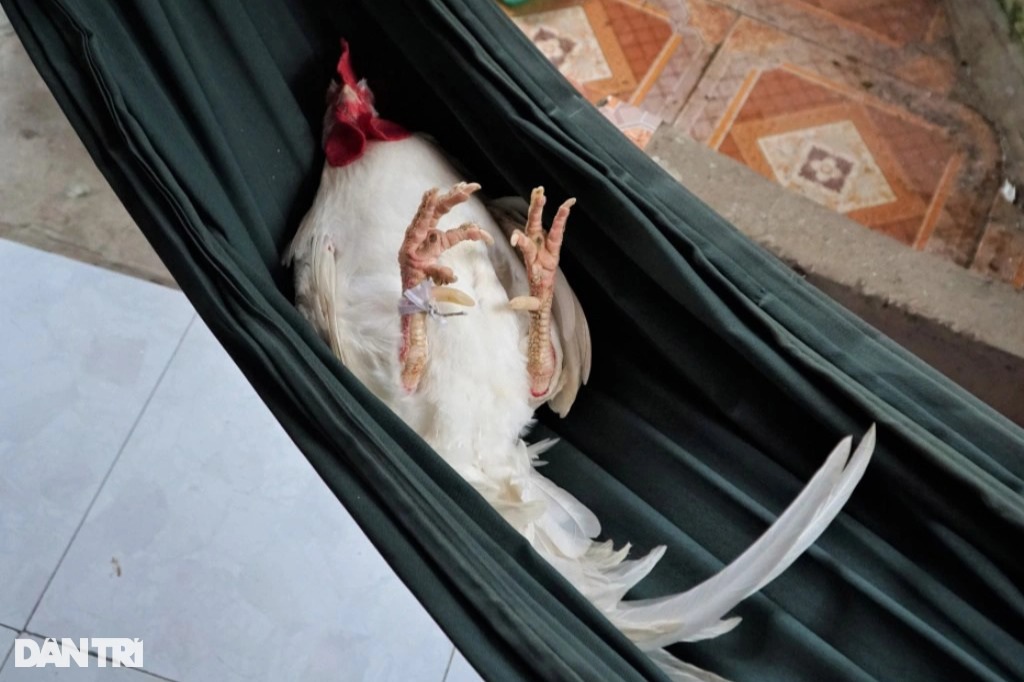 Thú vị chú gà không ăn thóc, thích ngủ võng ở Đồng Tháp (+video) Tu-the-ngu-ngua-1636243579304