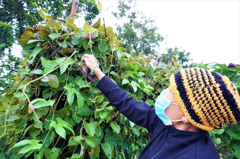 Hái ra tiền với cây leo bờ rào mà không mất một đồng đầu tư - 8