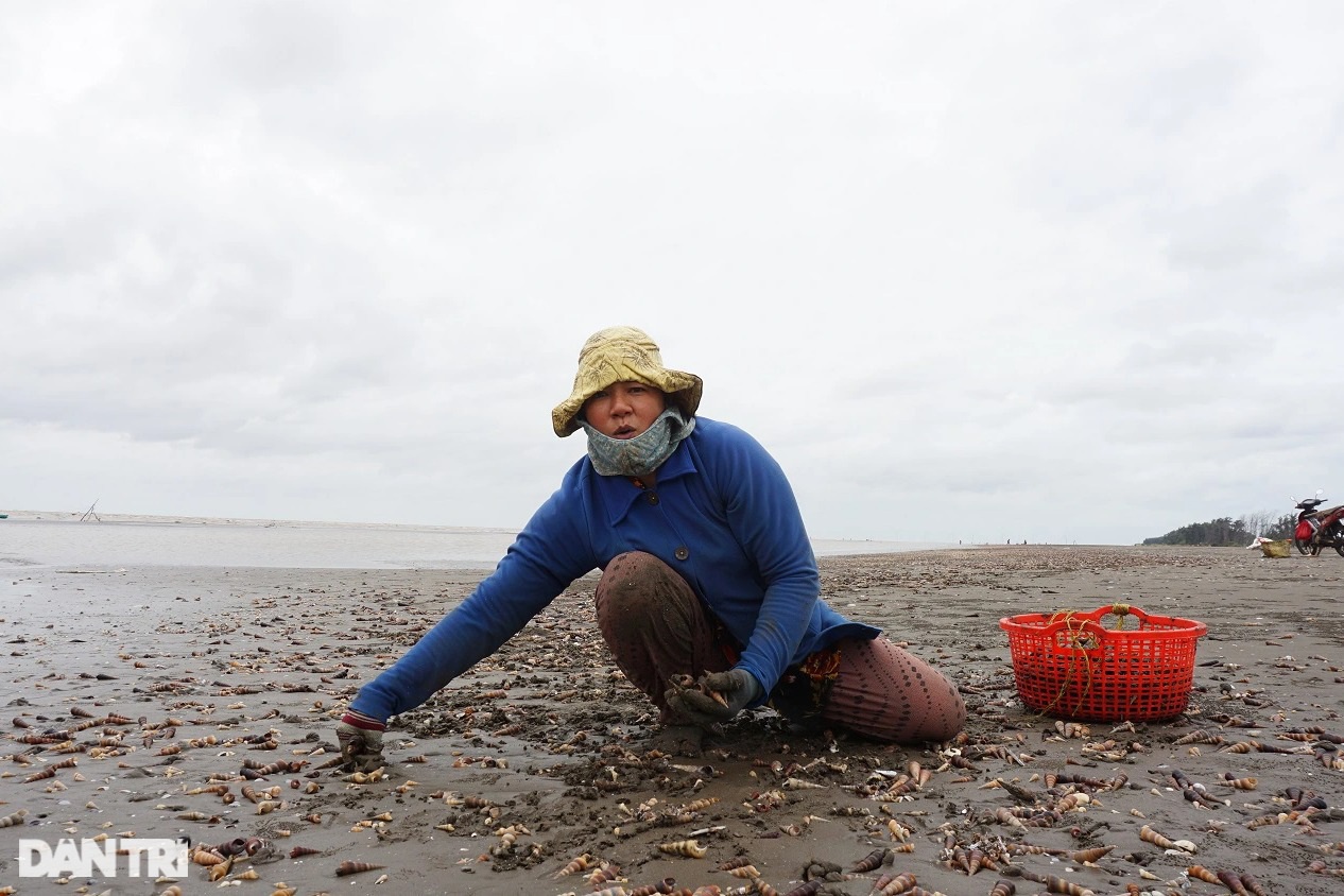 Cả biển ốc dạt lên tràn bờ, ngư dân Bến Tre kéo nhau đi hốt bạc - 3