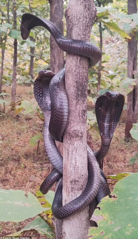 Sửng sốt trước cảnh ba con rắn hổ mang cùng xuất hiện trên thân cây - 1