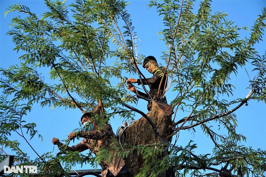 Cận cảnh cây me khủng 200 tuổi, đạt kỷ lục Việt Nam ở Sa Đéc - 6