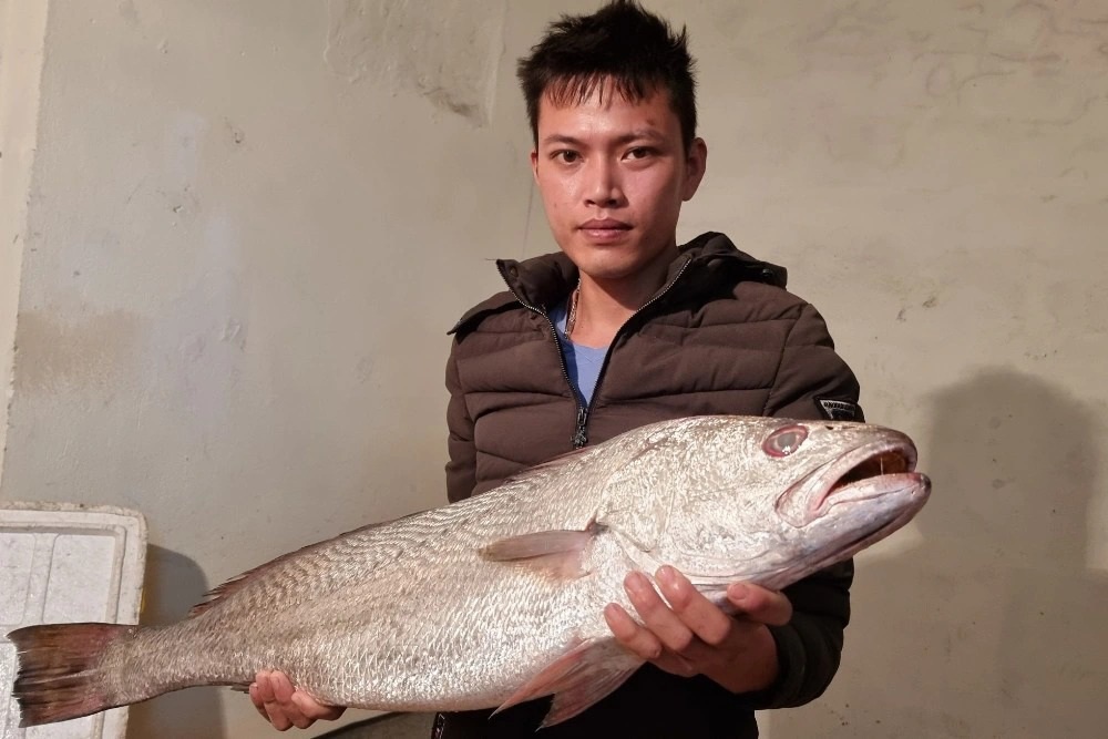 Ngư dân bắt được con cá nặng 7,5 kg giống cá sủ vàng - 1