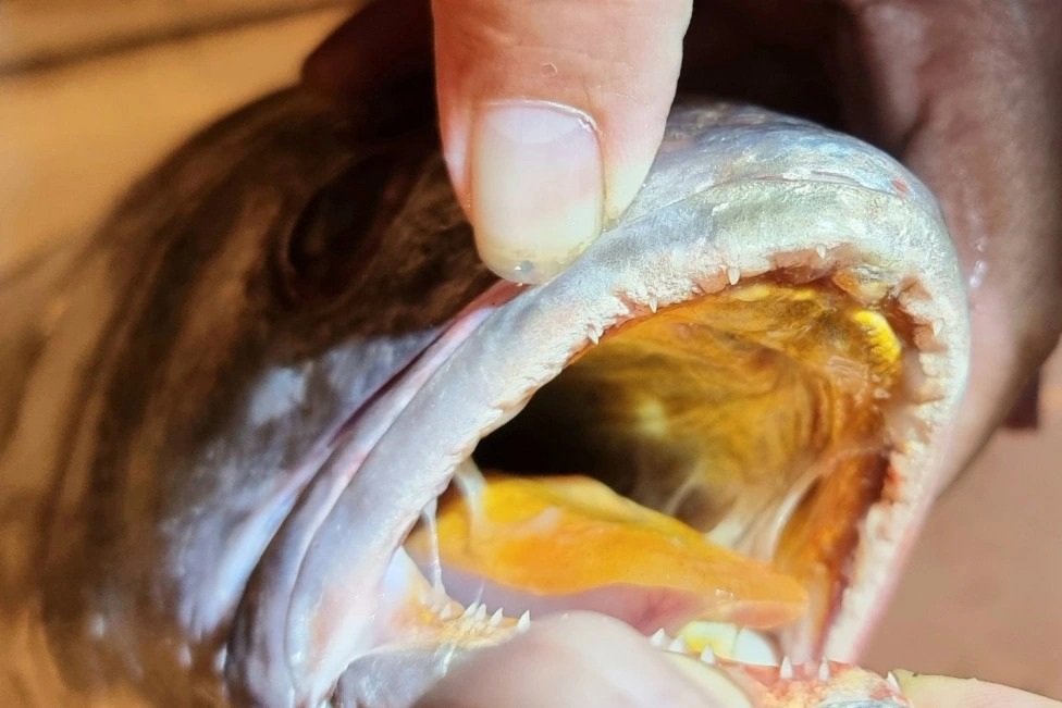 Ngư dân bắt được con cá nặng 7,5 kg giống cá sủ vàng - 2