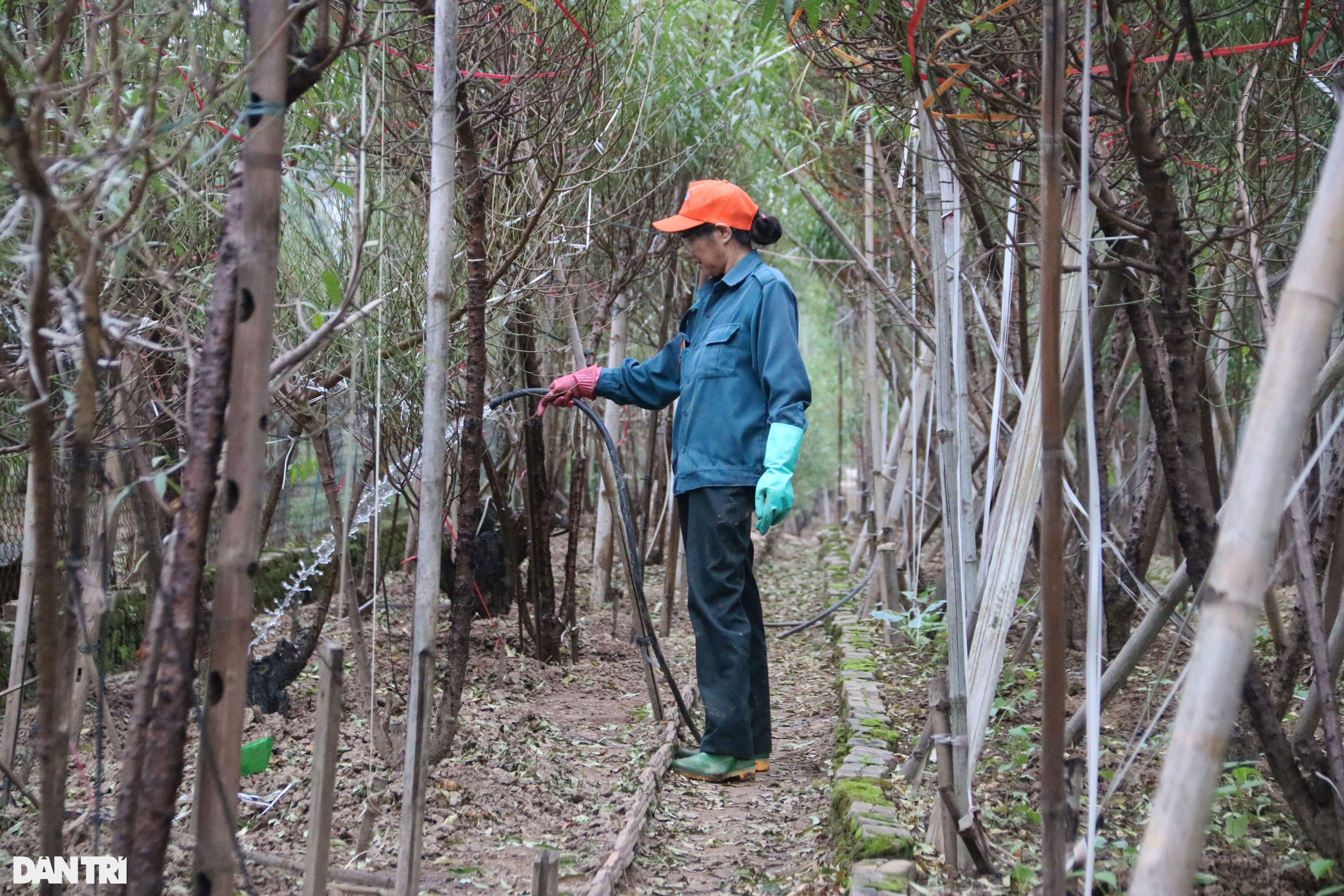 Người dân trồng đào Nhật Tân tất bật tuốt lá, lắp điều hòa cho đào Tết - 13