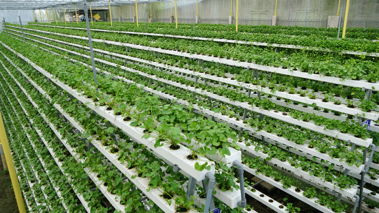 Bỏ 1,5 tỷ đồng trồng loại rau 