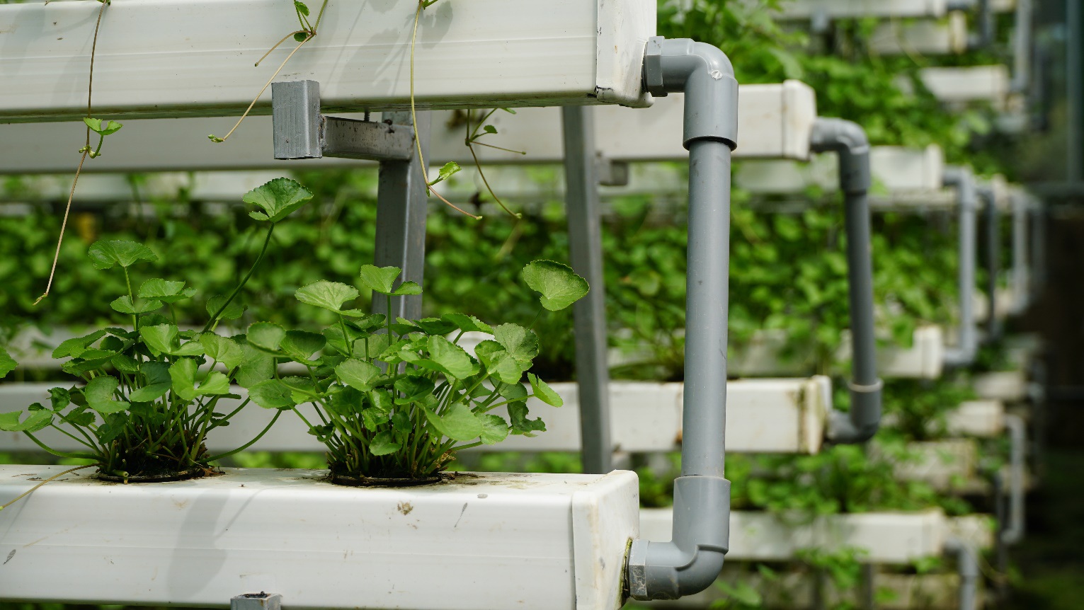 Bỏ 1,5 tỷ đồng trồng loại rau