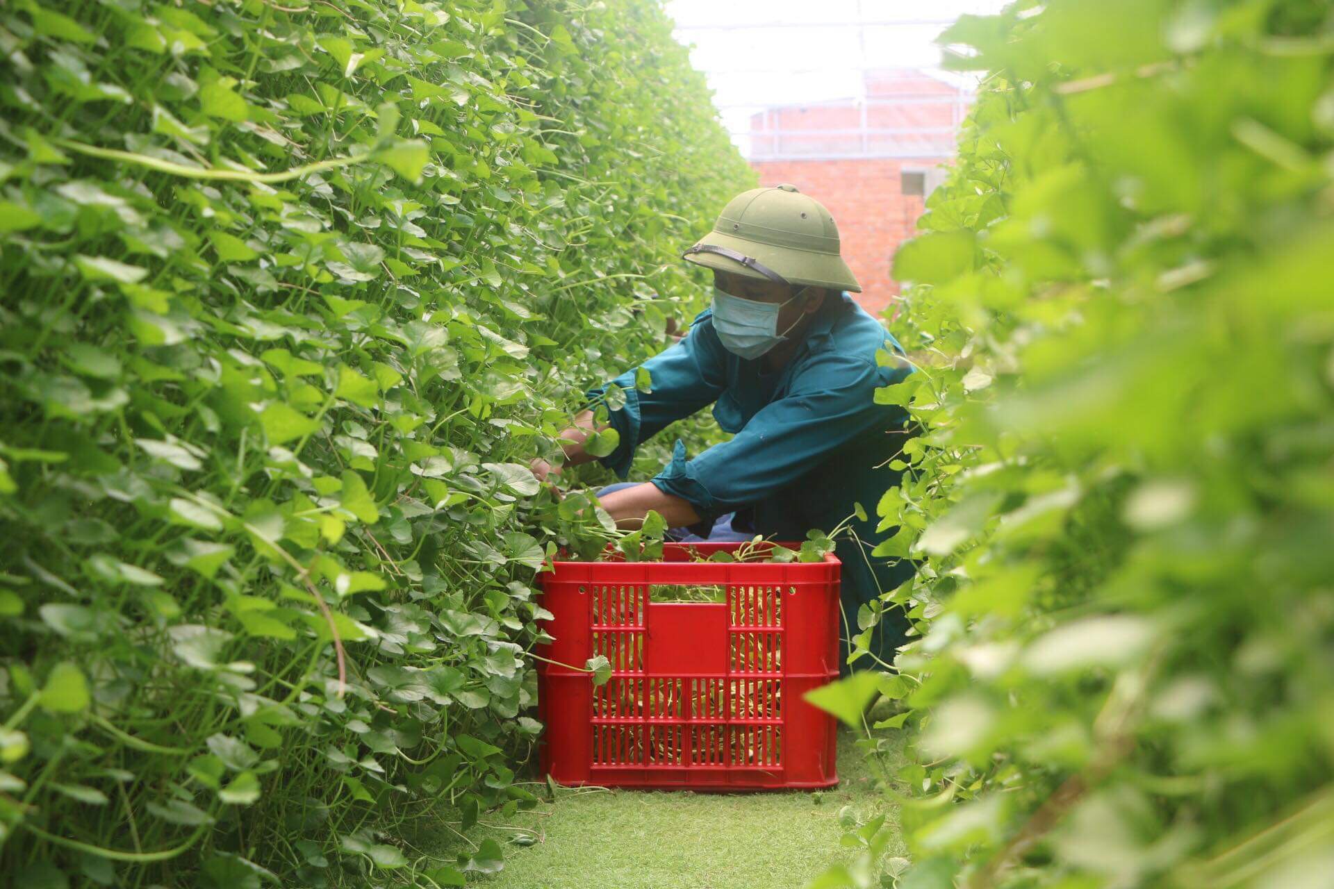 Bỏ 1,5 tỷ đồng trồng loại rau