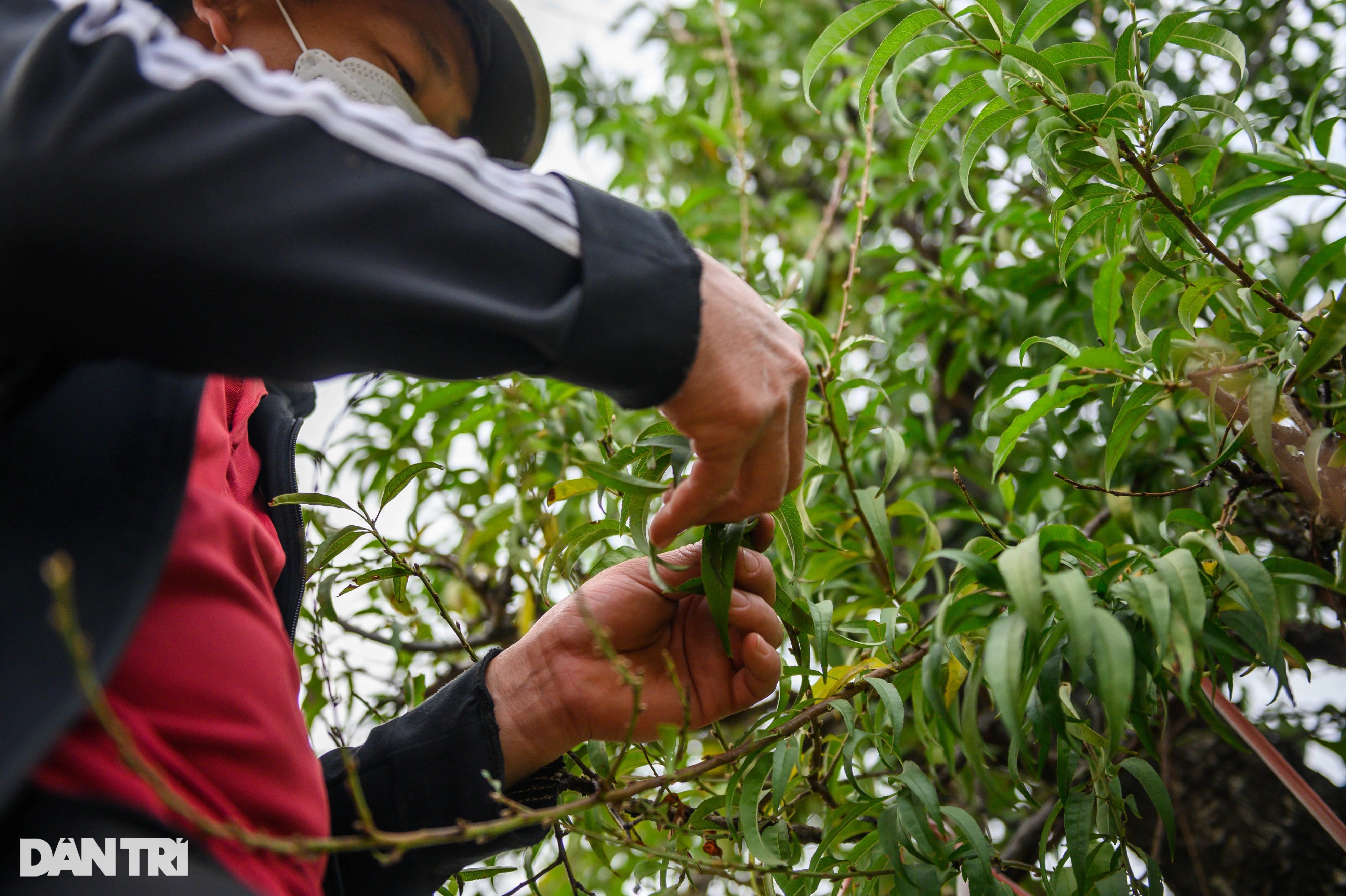 Người dân trồng đào Nhật Tân tất bật tuốt lá, lắp điều hòa cho đào Tết - 2
