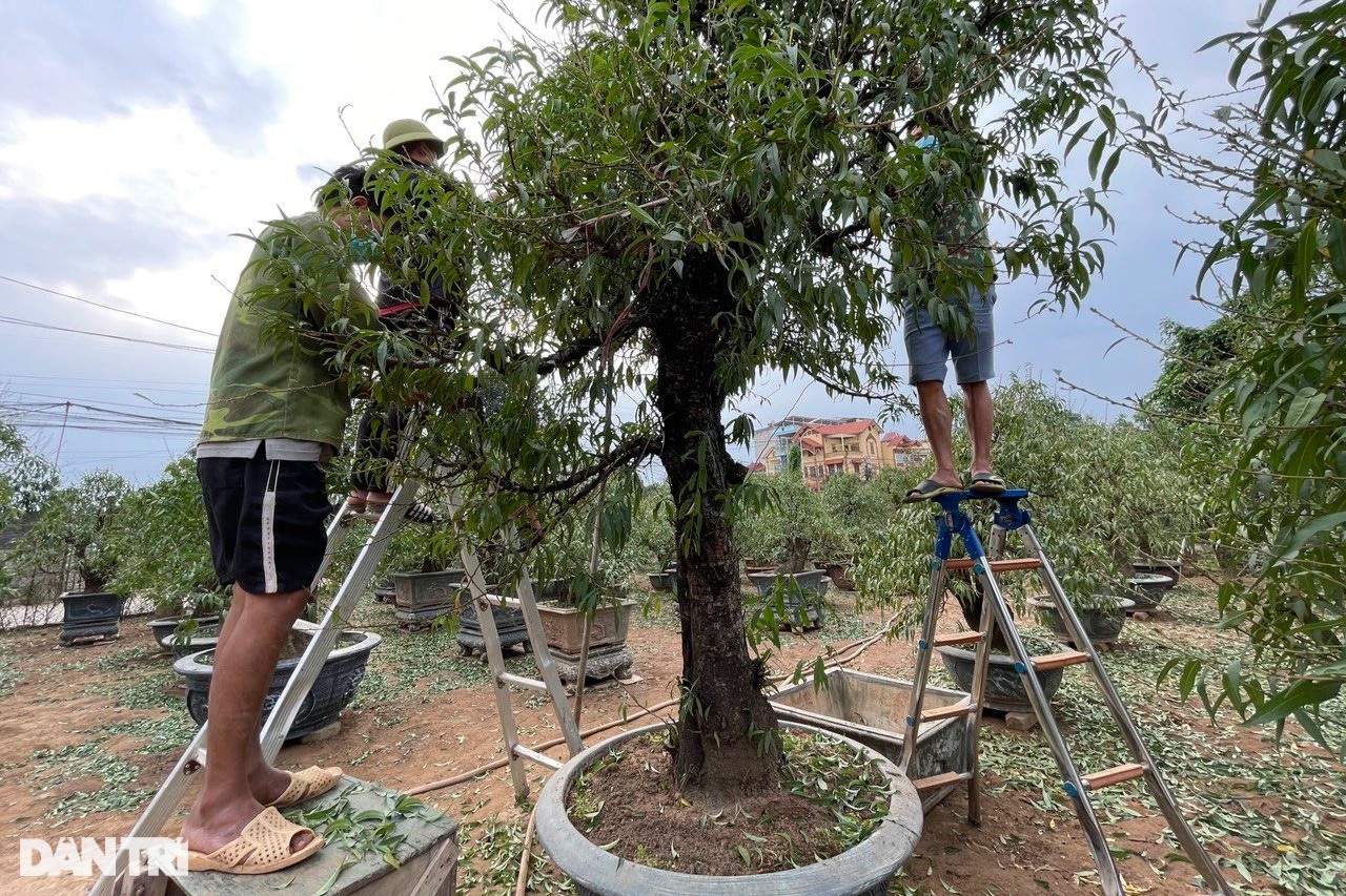 Người dân trồng đào Nhật Tân tất bật tuốt lá, lắp điều hòa cho đào Tết - 6