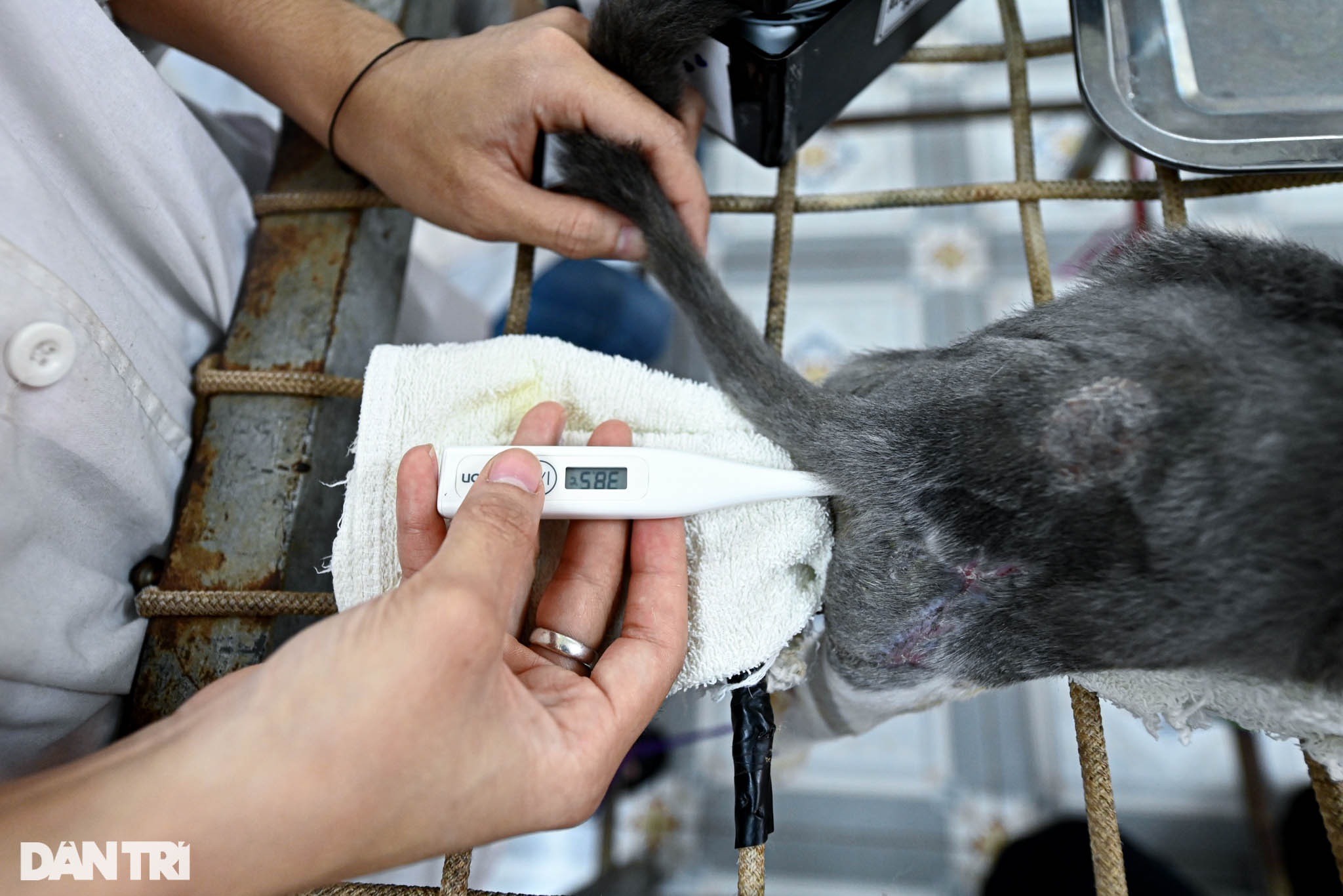 Phòng khám đặc biệt của bà giáo 88 tuổi điều trị miễn phí cho chó mèo - 6