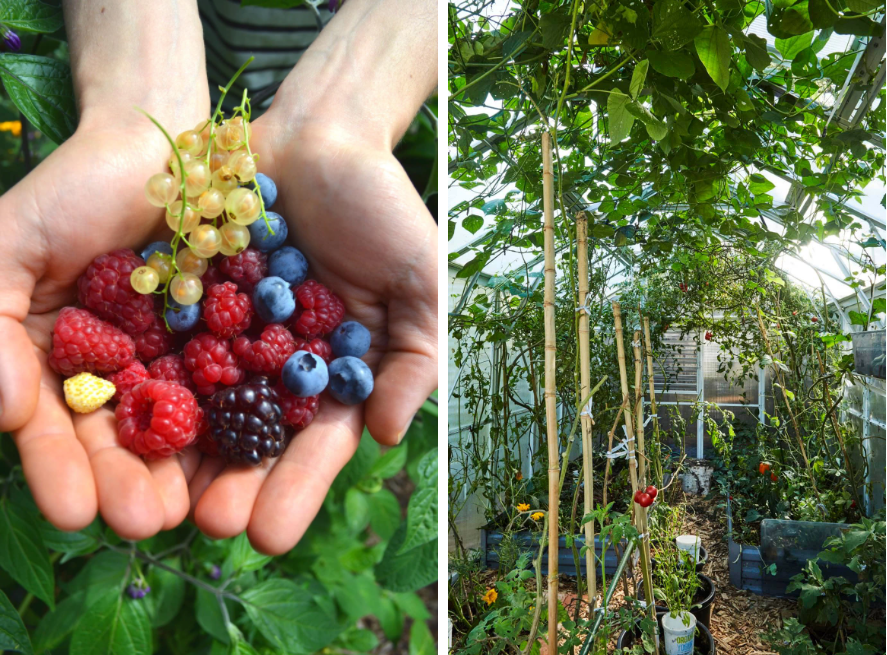 Nữ luật sư cải tạo sân sau làm vườn rau sạch, trồng 70 loại trái cây - 9