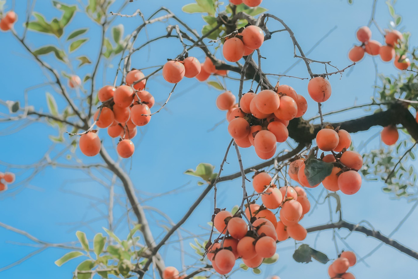 Tranh luận về việc mượn cảnh đẹp Việt chụp ảnh mặc hanbok, kimono - 1