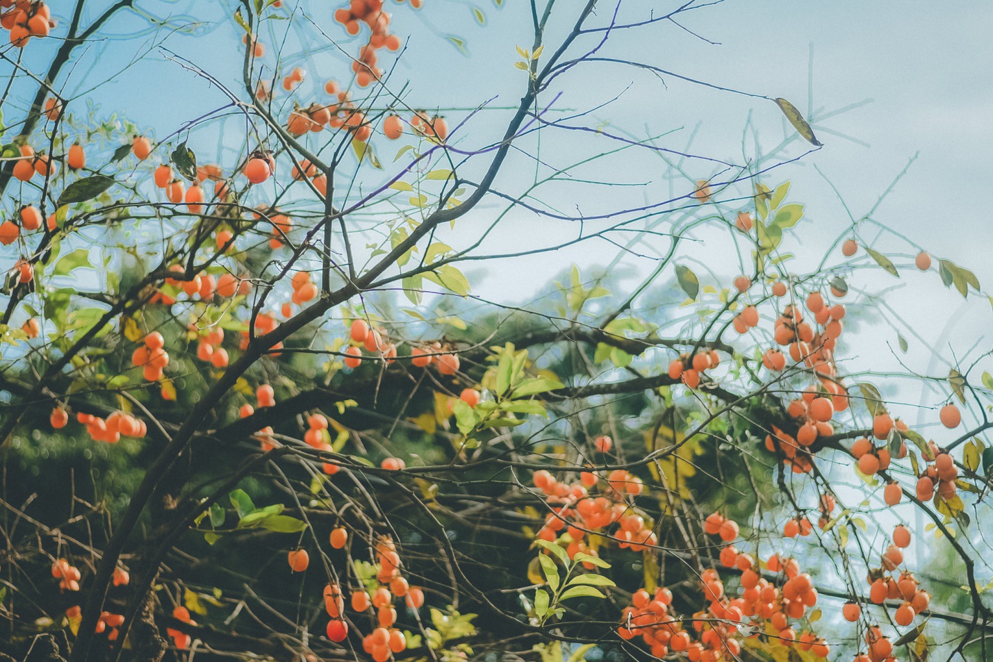 Tranh luận về việc mượn cảnh đẹp Việt chụp ảnh mặc hanbok, kimono - 4