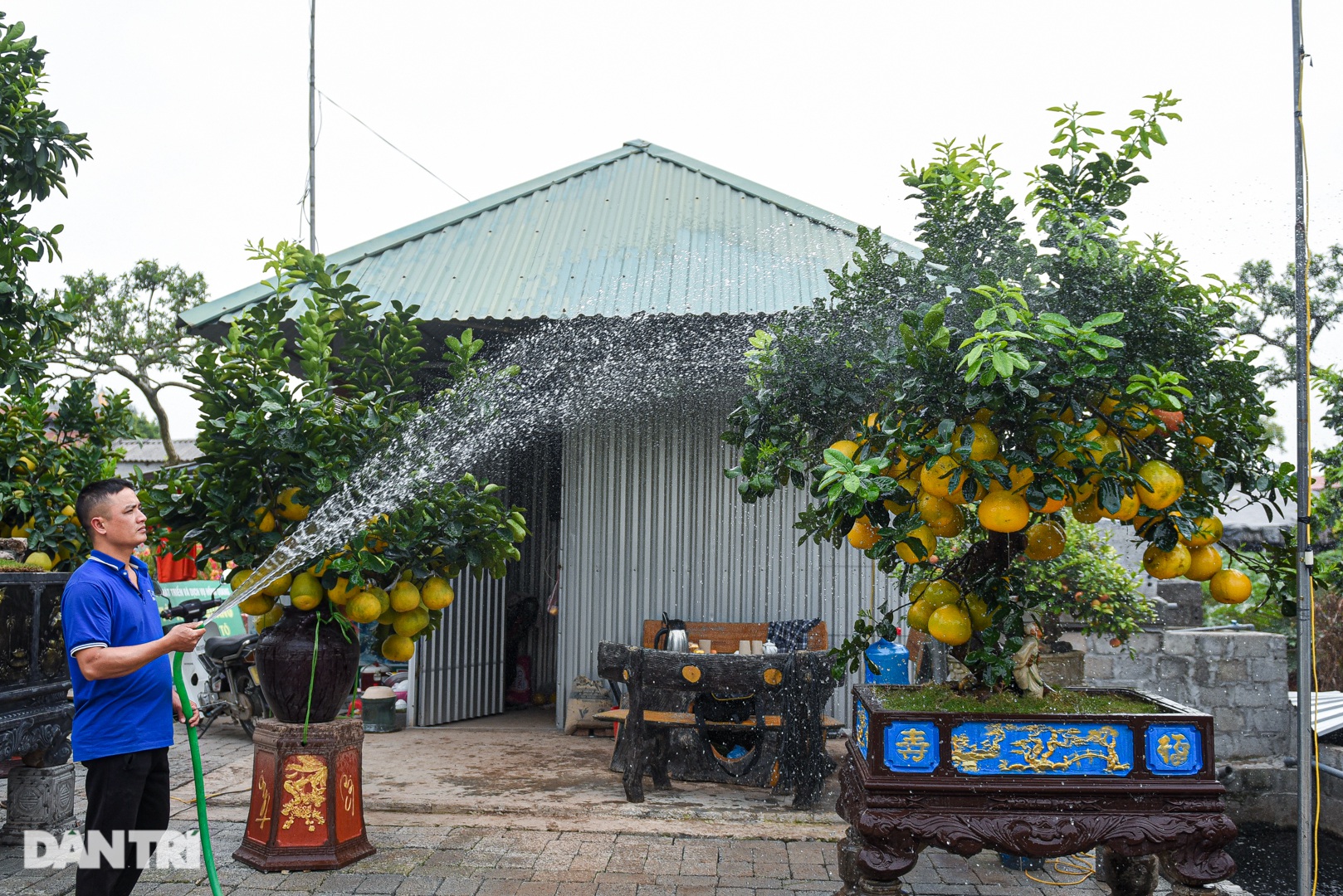 Cây bưởi dáng độc, khách