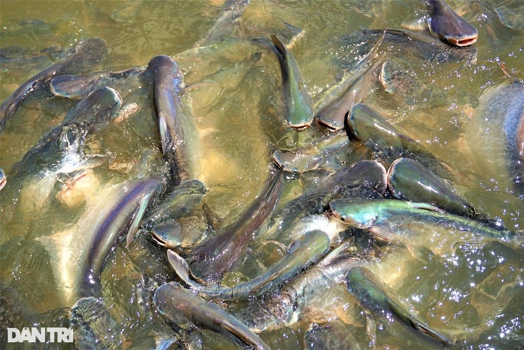 Đàn cá hàng nghìn con đua nhau kéo đến tá túc ở bến đò xin ăn - 1
