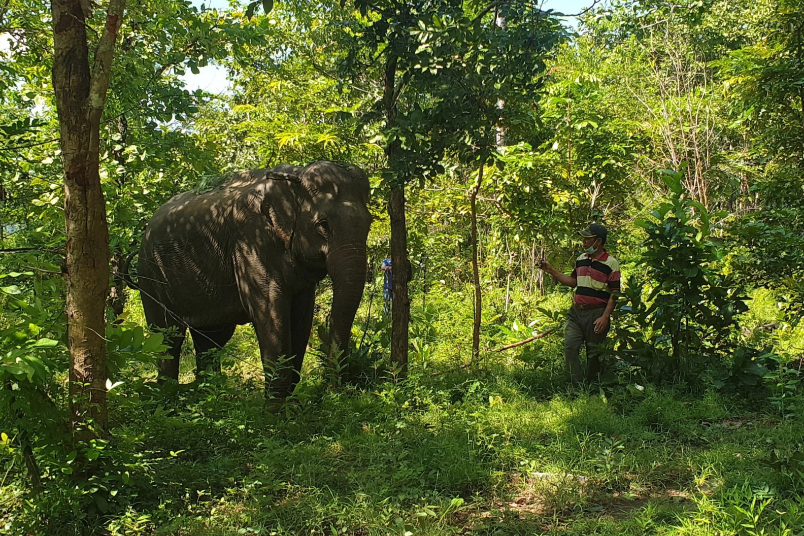 Đắk Lắk hỗ trợ chủ voi trên 400 triệu đồng nếu voi sinh sản - 1