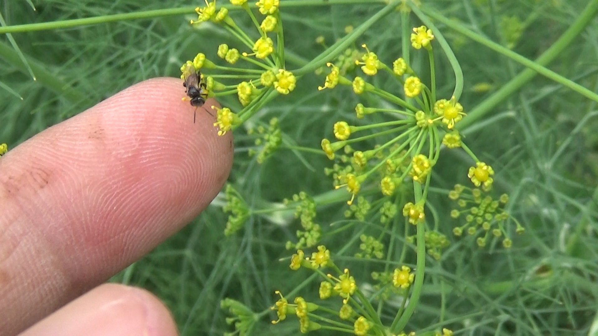 Khởi nghiệp với nghề nuôi ong lạ, thu nhập bạc tỉ trong năm dịch bệnh - 1