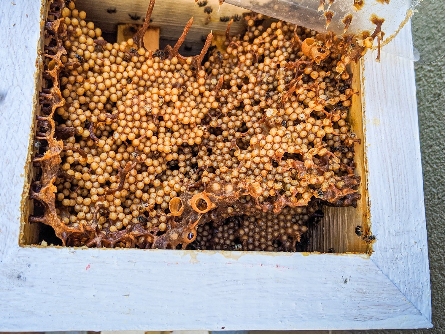 HIEP HOI DUA BEN TREChâu Thành Mô hình nuôi ong mật đang mở ra hướng  thoát nghèo cho nông dân