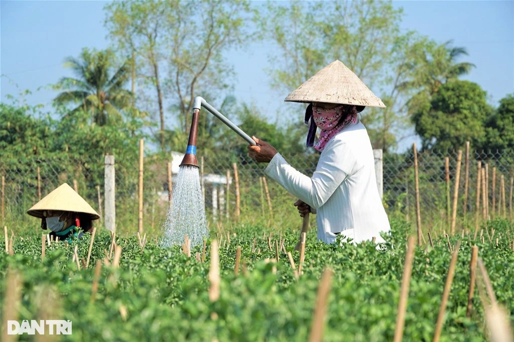 Thu nhập khá nhờ nghề tuyển hoa, lặt nụ mỗi năm chỉ có một lần - 2