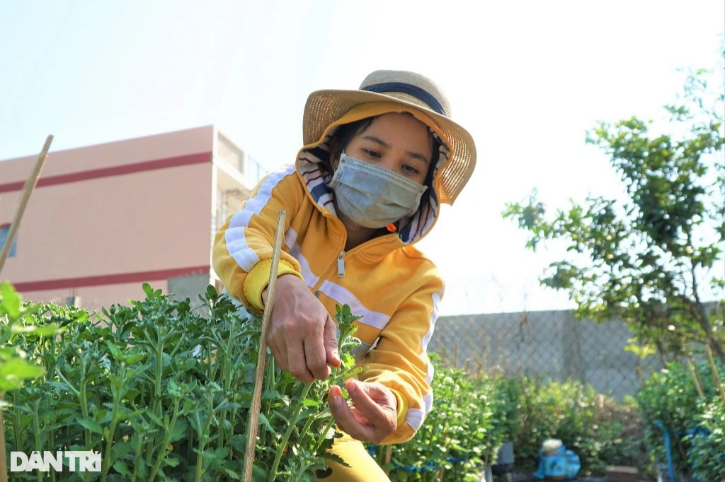 Thu nhập khá nhờ nghề tuyển hoa, lặt nụ mỗi năm chỉ có một lần - 1