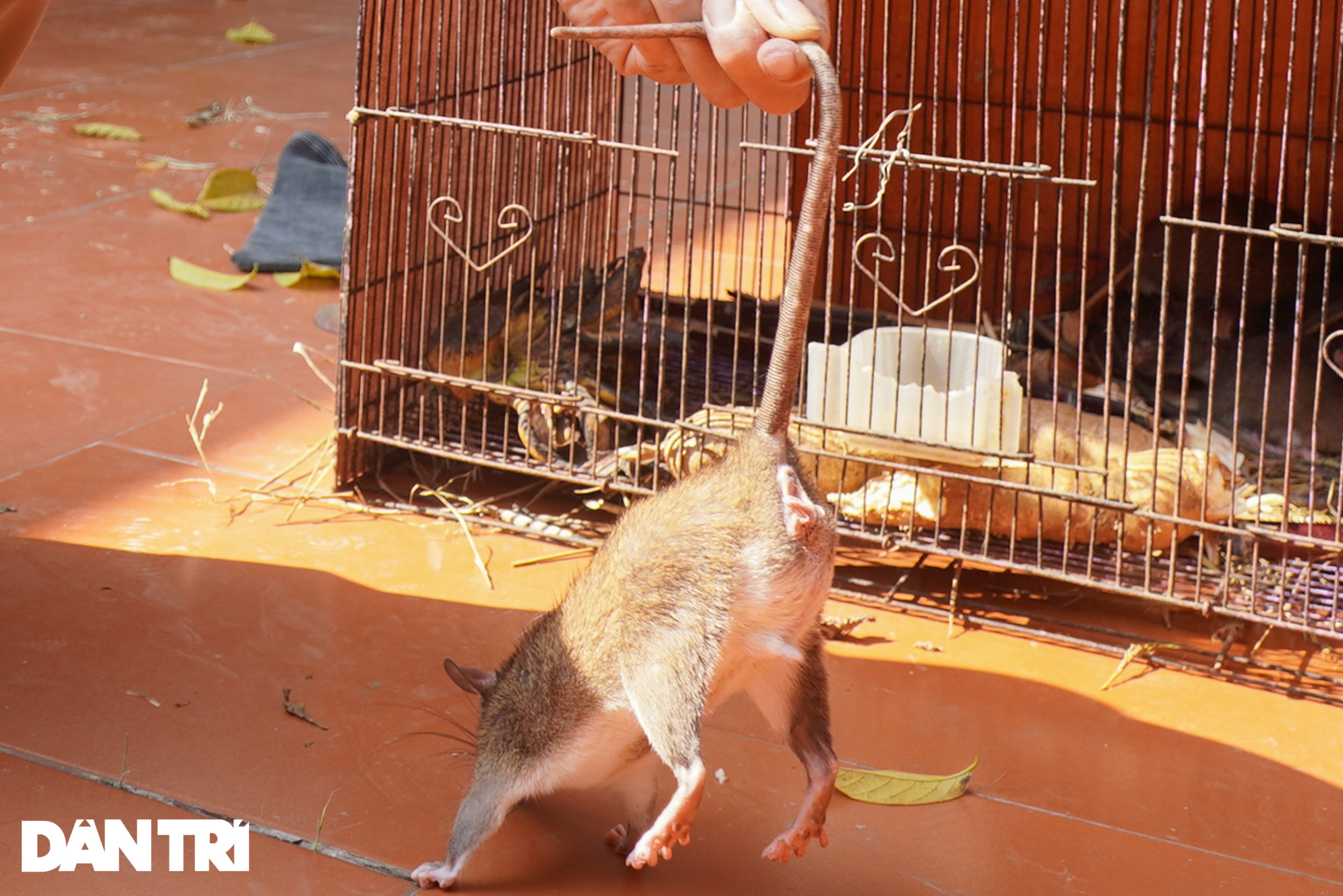 Cao thủ kể chuyện săn chuột núi khổng lồ hiếm có ở ngoại thành Hà Nội - 1