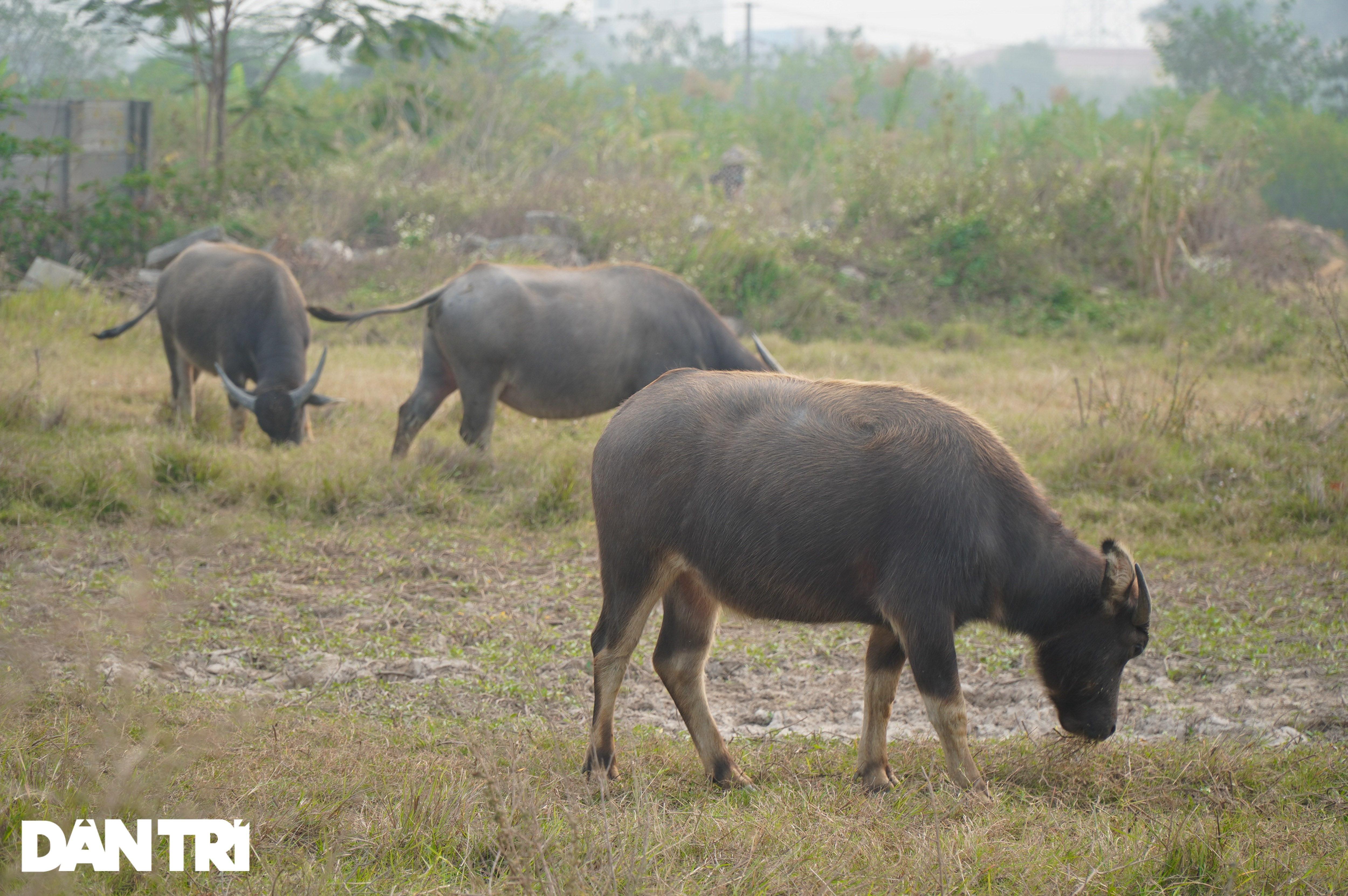 Nuôi trâu thả rông giữa lòng Hà Nội, người đàn ông kiếm bạc tỷ sau vài năm - 3