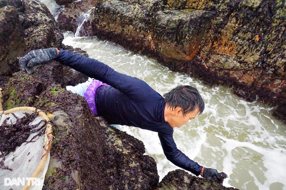 Ngư dân Đà Nẵng đội sóng, leo vách đá săn rau tiến vua - 10