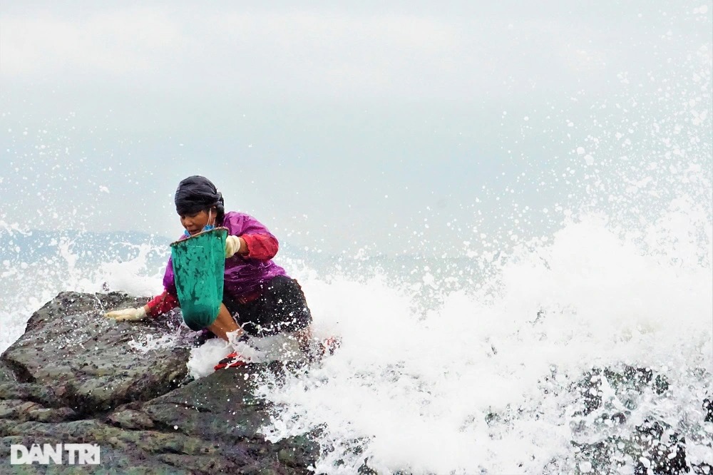 Ngư dân Đà Nẵng đội sóng, leo vách đá săn rau tiến vua - 12
