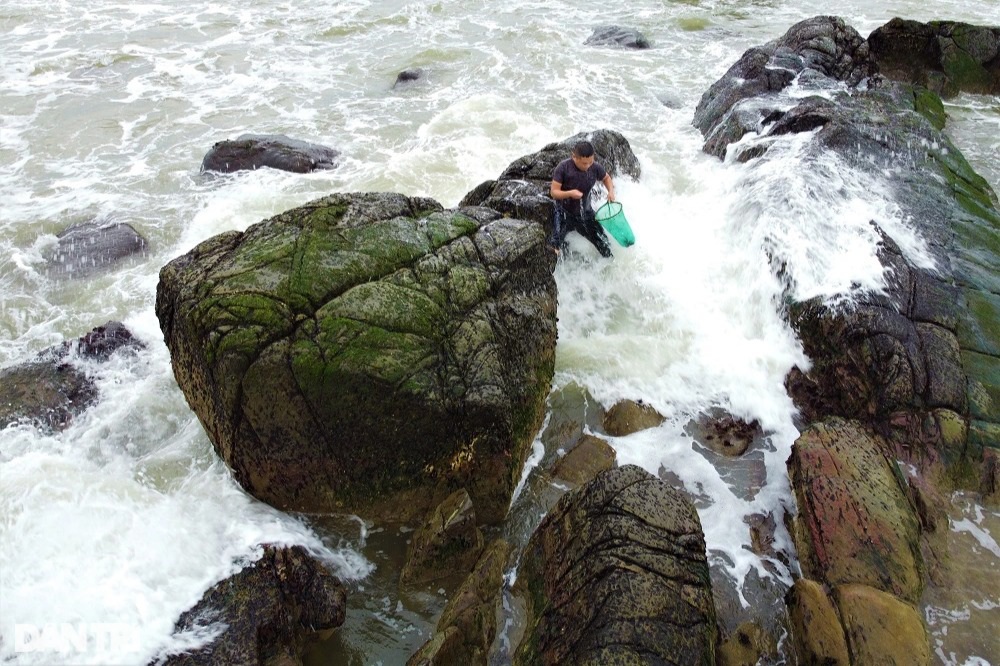 Ngư dân Đà Nẵng đội sóng, leo vách đá săn rau tiến vua - 15