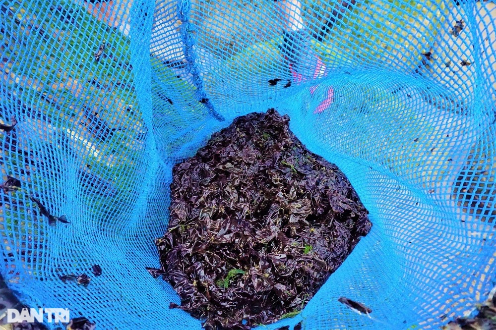 Ngư dân Đà Nẵng đội sóng, leo vách đá săn rau tiến vua - 16