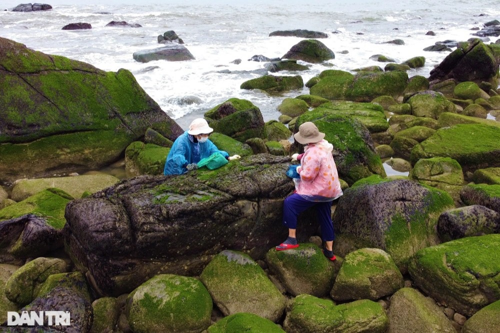 Ngư dân Đà Nẵng đội sóng, leo vách đá săn rau tiến vua - 17