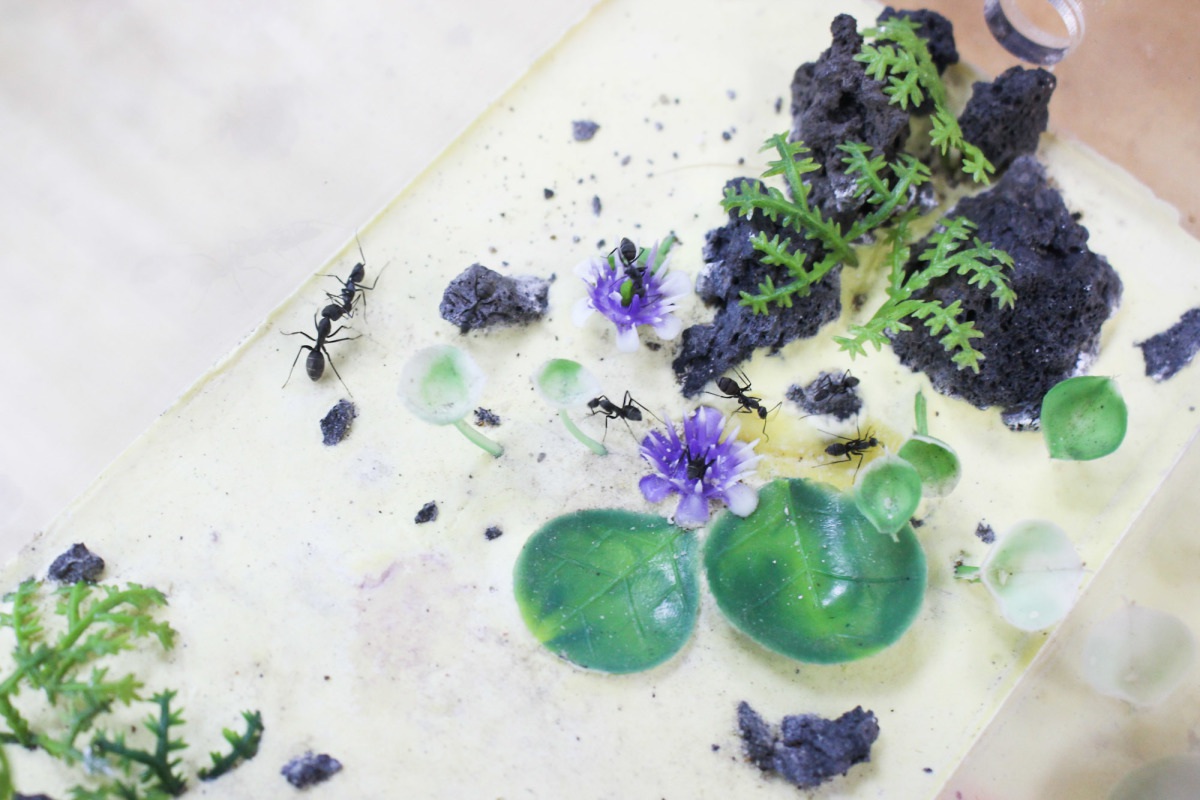 Lạ lùng chàng trai ở TPHCM bắt cả trăm con kiến về làm… thú cưng trong nhà - 11